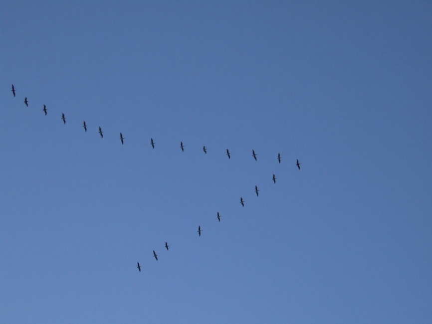 DSCF8992.JPG